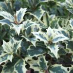 Osmanthus 125/150