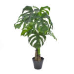Philodendron Monstera P19