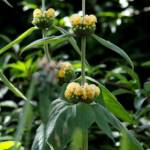Phlomis
