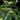 phlomis-5273908_1280