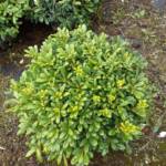 Pittosporum Tobira Nana
