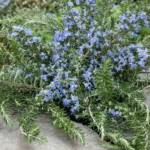 Rosmarinus Prostratus Repens- Romarin Rampant