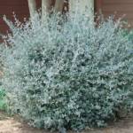 Teucrium Fruticans 100/120 Cône
