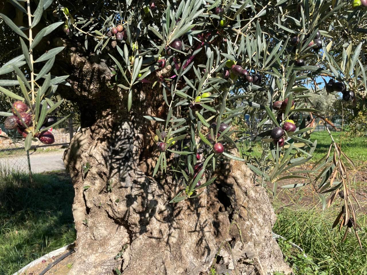 Pépinière Sainte Marguerite Le plus grand choix de la Côte d'Azur