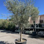 Olivier Forme Toscane 250/300 - Ø40-50