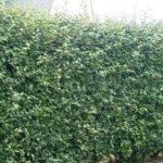 Eleagnus