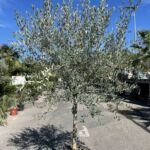 Olivier Forme Toscane 200/250 - Ø18-20