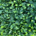 Mur Végétal Artificiel Jasmin 1mx1m