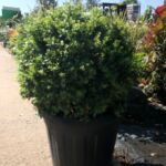Ilex Crenata Boule C20