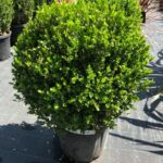 Buis Boule 50/60
