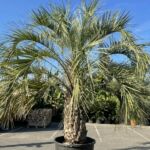 Palmier Butia Capitata : 100-150 cm (C280)