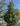 MAGNOLIA P2020-459-1-1