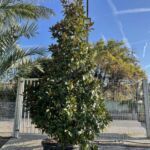 Magnolia Grandiflora 350/400