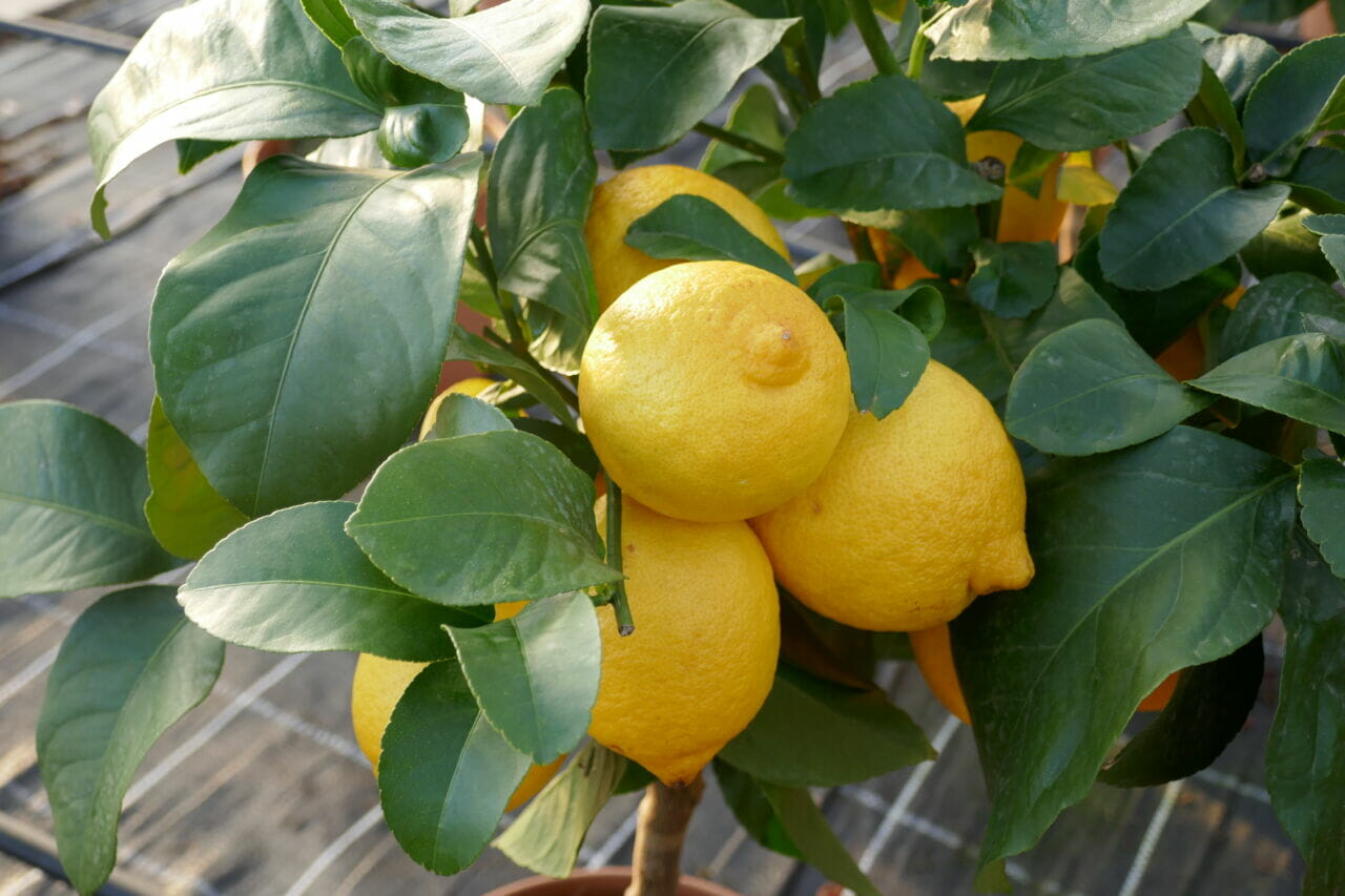 Pépinière Sainte Marguerite Le plus grand choix de la Côte d'Azur