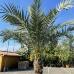 Palmier Phoenix Dactylifera