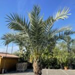 Palmier Phoenix Dactylifera : 150-175 cm
