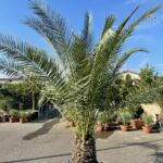 Palmier Phoenix Canariensis - Dattier des Canaries : 30-40 cm (C50)