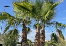 Palmier Washingtonia Groupe 3-4 Troncs