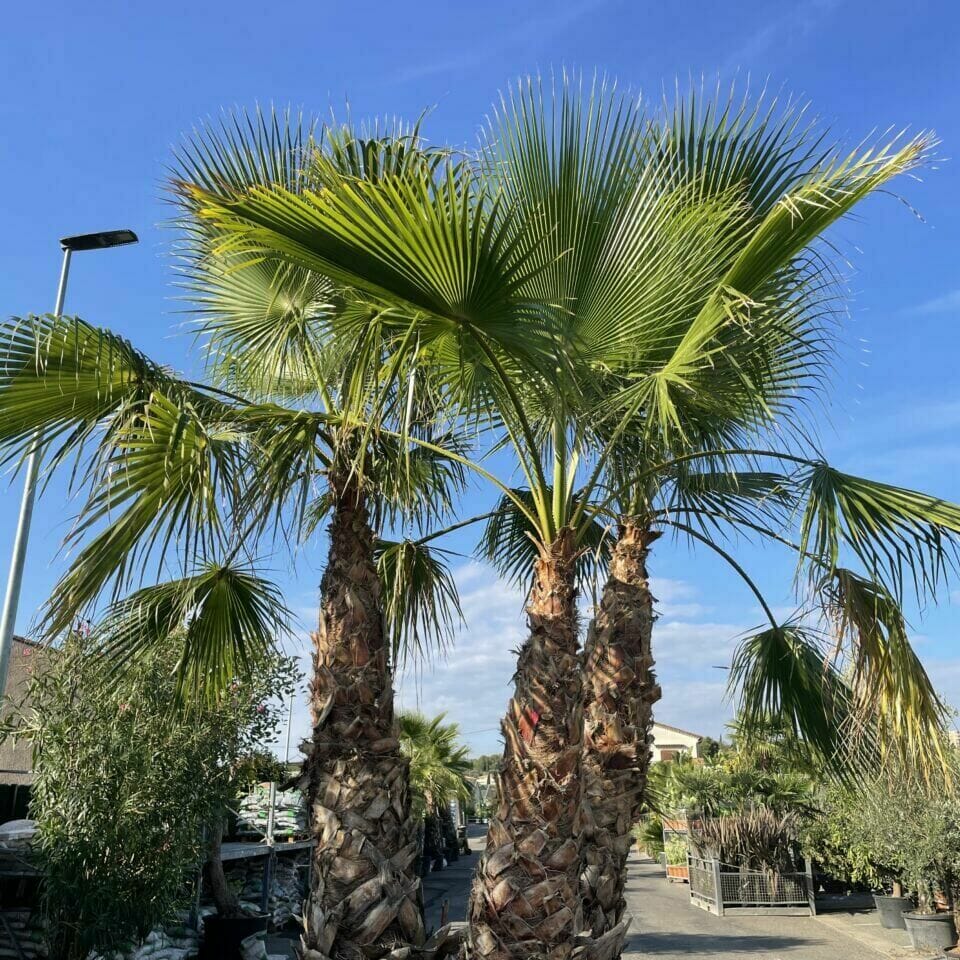 Palmier Washingtonia 3-4 Troncs : 200-250-300 cm - Pépinière