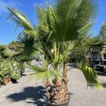 Palmier Washingtonia 3 Troncs