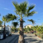 Palmier Washingtonia de Californie : 250-300 cm